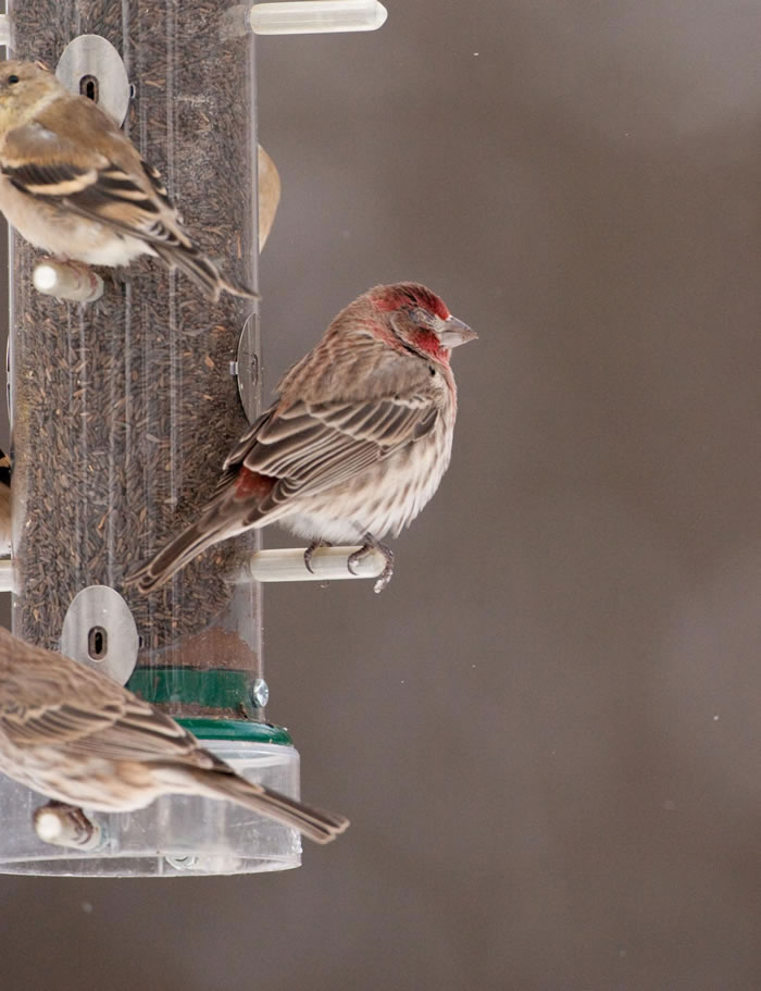 ��ȸ�о���ʾ����ϵͳ���������ǿ��ԭ����ݻ�