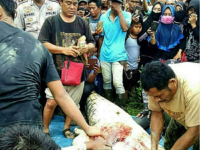 印尼婆罗洲岛六米长鳄鱼肚子里发现人类的手脚
