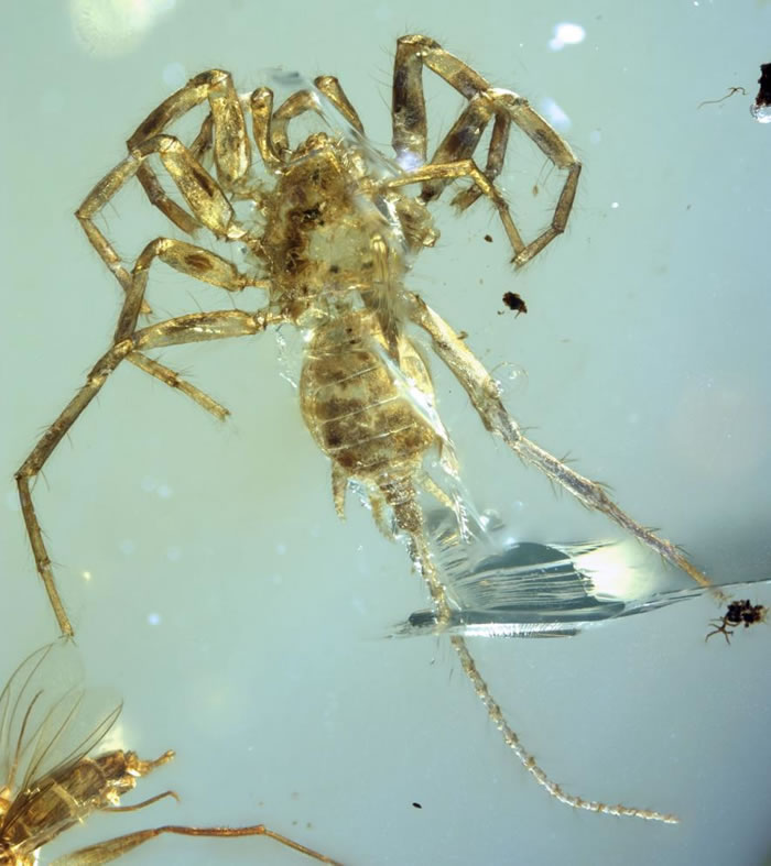 Ӧ루Chimerarachne yingi걾ͼ PHOTOGRAPH COURTESY OF UNIVERSITY OF KANS