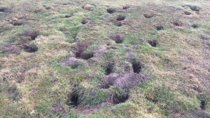 野兔会在地面挖掘大量兔穴。