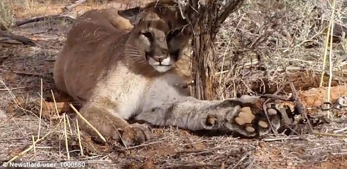 �����������¸����˽��������������ʨ���Լ����µ������н�ȳ���