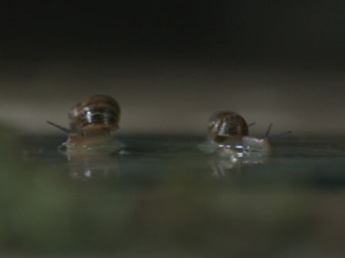 澳大利亚橄榄球员生吞活蛞蝓 感染“广东住血线虫”终身瘫痪