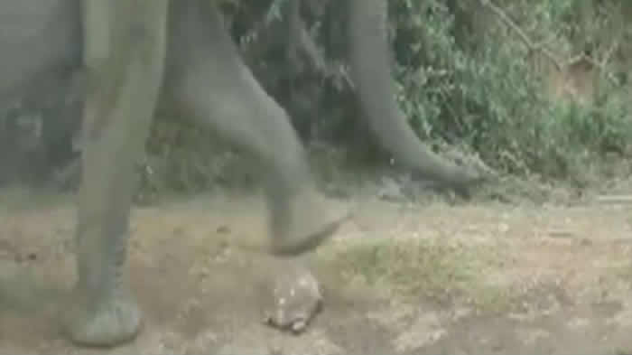 �Ϸǿ�³����ҹ�԰�ڹ����Ⱥ������Ҵ�