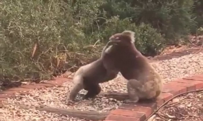 树熊一般会因争夺地盘而打斗,但甚少会因求偶而冲突。