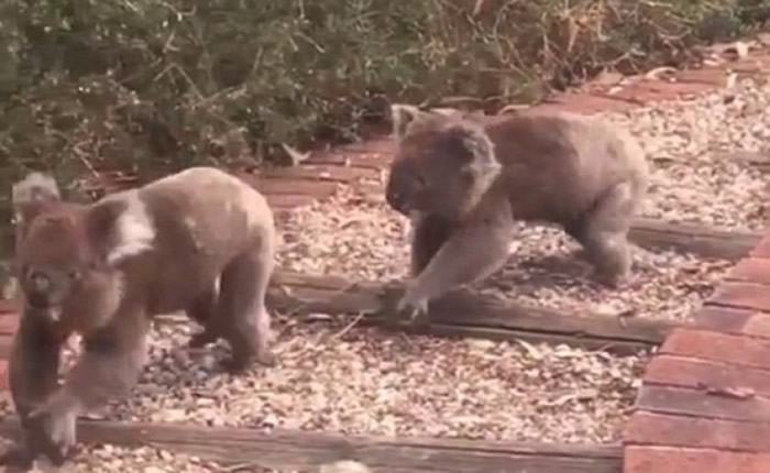其中一只树熊落荒而逃,另一只则穷追不舍。