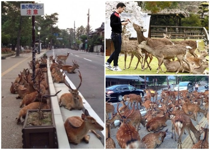 ��¹ҧ����ʿ���Ϊ����ο͡�