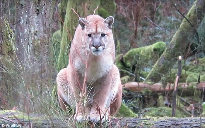 加拿大男子野外远足总觉有人监视 仔细一看原来是美洲狮