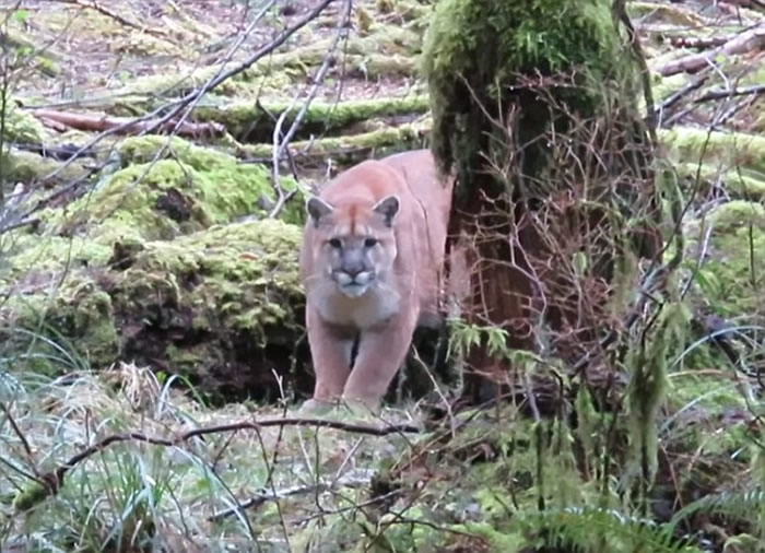 加拿大男子野外远足总觉有人监视 仔细一看原来是美洲狮