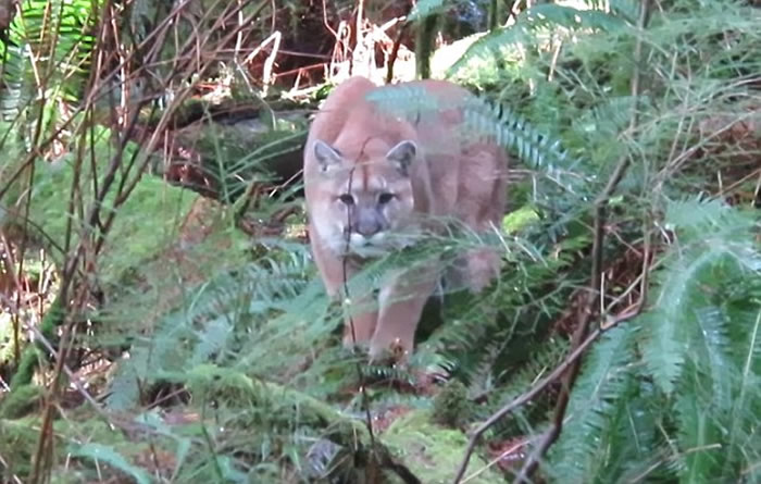 加拿大男子野外远足总觉有人监视 仔细一看原来是美洲狮