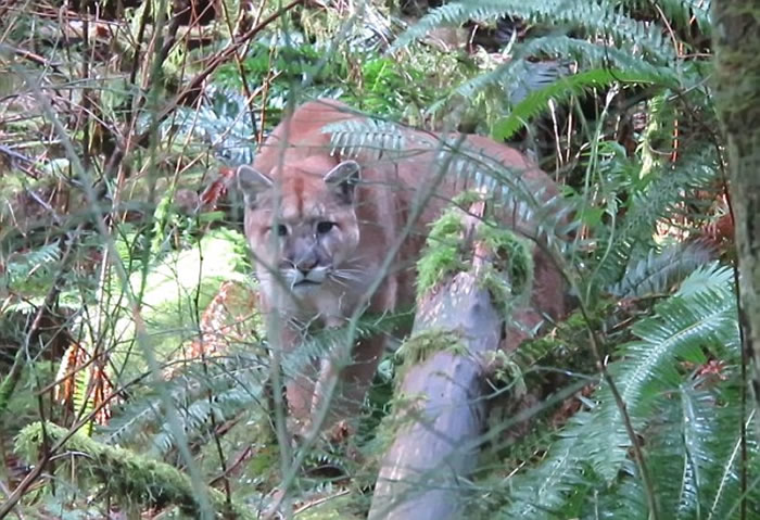 加拿大男子野外远足总觉有人监视 仔细一看原来是美洲狮