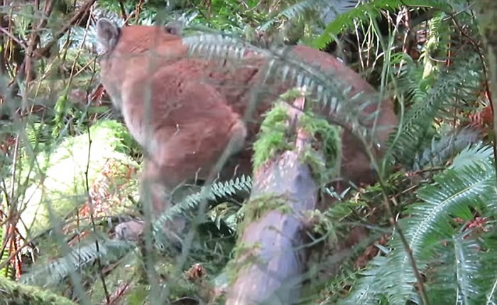 加拿大男子野外远足总觉有人监视 仔细一看原来是美洲狮