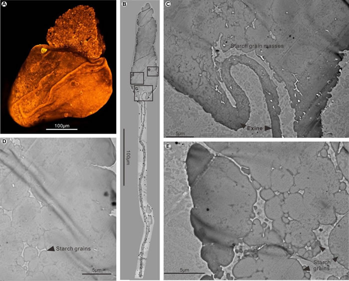 山西保德早二叠世含淀粉大孢子超微结构图