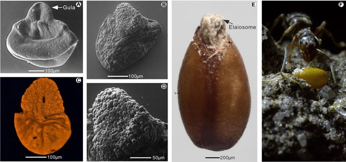 山西保德早二叠世含淀粉大孢子与现生含有脂质体种子的对比