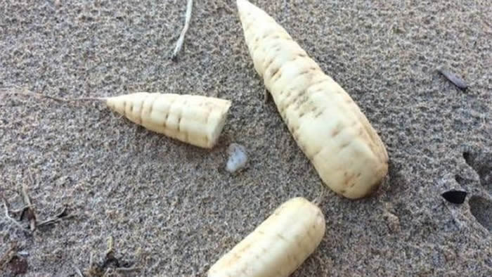 Ӣ��Ӣ����ʥ����˹��̲�������ࡰ������ָ�������綾ֲ�������