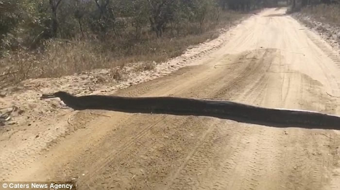 南非司机看到前方有条黑色“减速带” 下车一看原来是这辈子见过的最大巨蟒