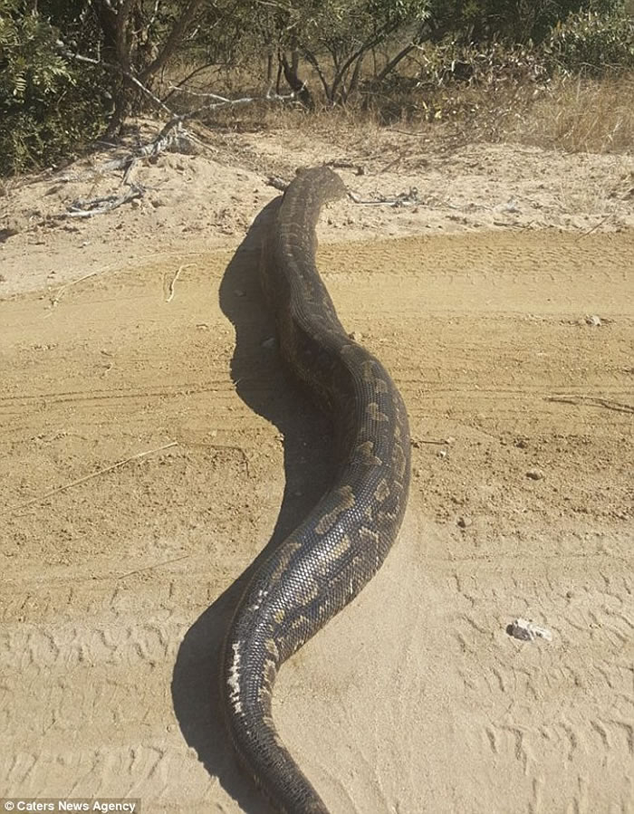 南非司机看到前方有条黑色“减速带” 下车一看原来是这辈子见过的最大巨蟒