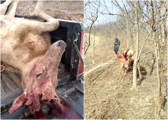 一只麋鹿（左图）满头是血，躺在农夫车上；另一只麋鹿（右图）的角似被东西缠住，却挣脱不果。