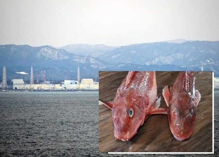 福岛第一核电站附近海域的小鳍红娘鱼(小图)辐射量超标。(资料图片)