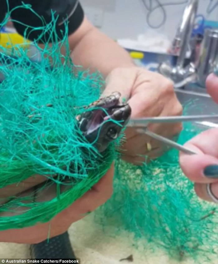 澳洲悉尼西部赤腹伊澳蛇被困在网内 蛇王妙手助解