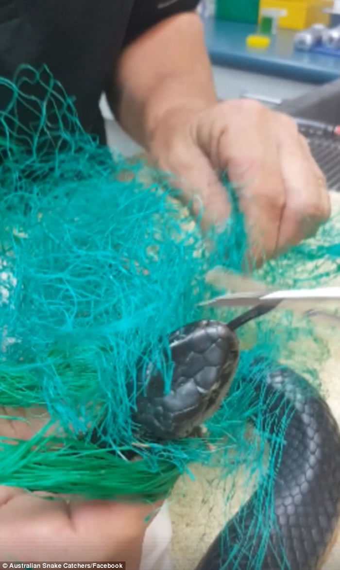澳洲悉尼西部赤腹伊澳蛇被困在网内 蛇王妙手助解