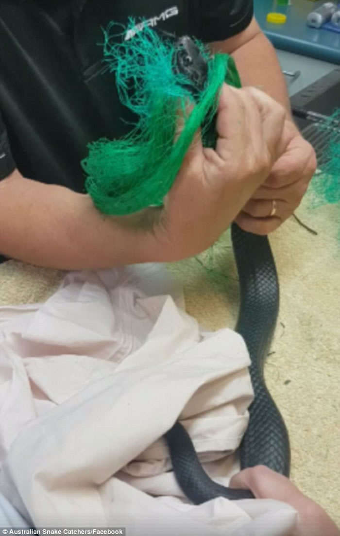 澳洲悉尼西部赤腹伊澳蛇被困在网内 蛇王妙手助解