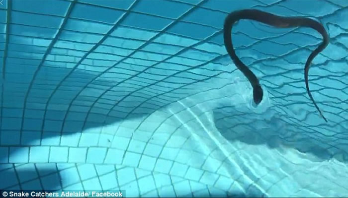 澳洲持续和暖潮湿 或迎来毒蛇“婴儿潮”