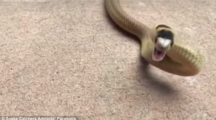 澳洲持续和暖潮湿 或迎来毒蛇“婴儿潮”