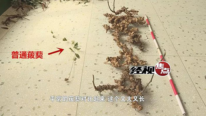 ĴȫҩԴղںϷɽɭֹ԰ھ򵽺Ұ١