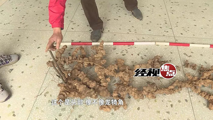 ĴȫҩԴղںϷɽɭֹ԰ھ򵽺Ұ١