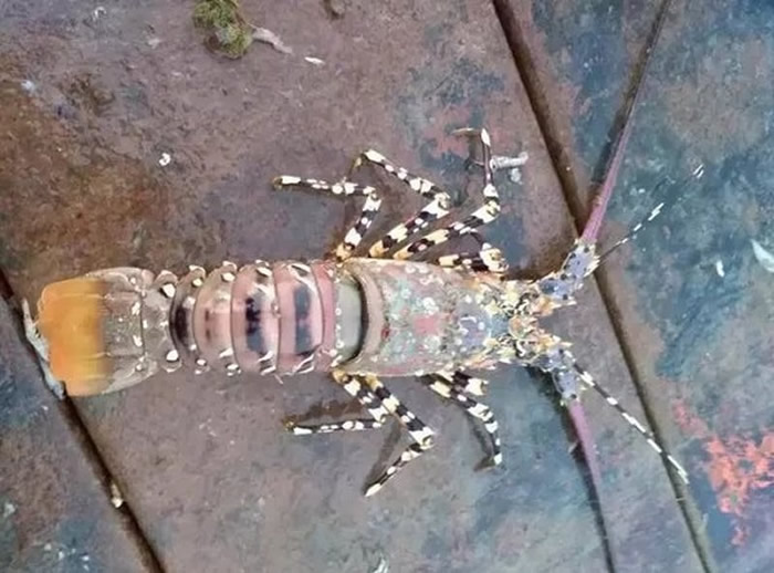 �㽭�������������ɽ�������Ⲷ��ɫ�ʰ�쵵ĳ��������л�������Ϻ��