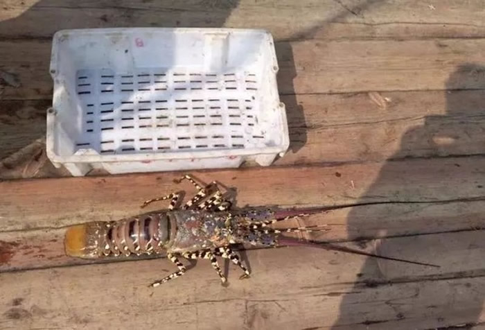 �㽭�������������ɽ�������Ⲷ��ɫ�ʰ�쵵ĳ��������л�������Ϻ��