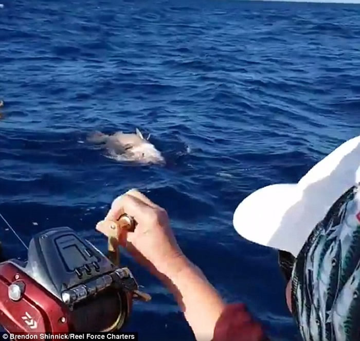 英国妇人到澳洲出海钓鱼 钓到重达62公斤重巨型鲈鱼