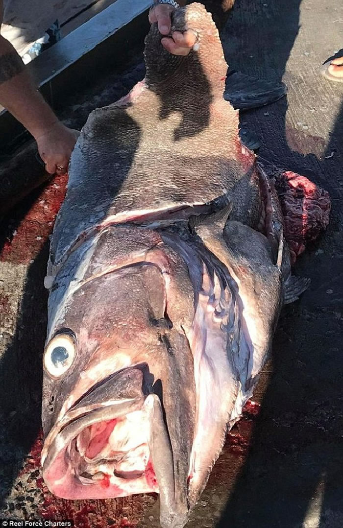 英国妇人到澳洲出海钓鱼 钓到重达62公斤重巨型鲈鱼