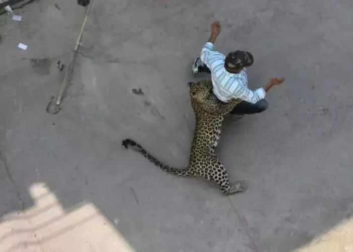 印度中央邦印多尔花豹闯民居伤3人