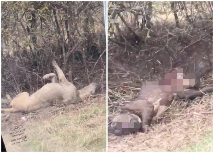 有非法斗狗组织将斗败死去的狗只弃尸郊野路旁。