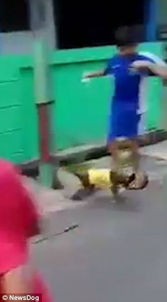 印尼东爪哇卖艺猴子驾驶超小型摩托车撞飞男童