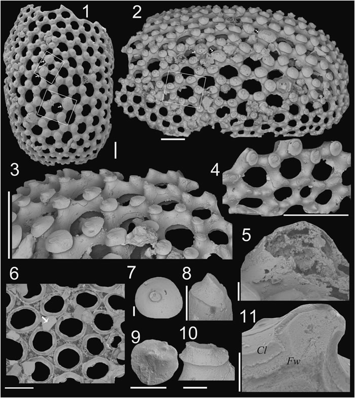 ������麮��ϵ���Ľ�������΢���滯ʯ