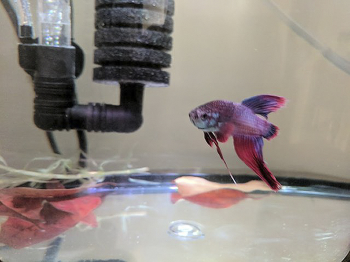 女子不忍斗鱼断鳍垂死 买回家照料4周艳丽重生