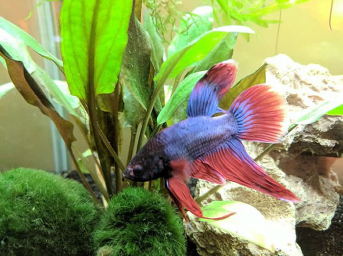 女子不忍斗鱼断鳍垂死 买回家照料4周艳丽重生