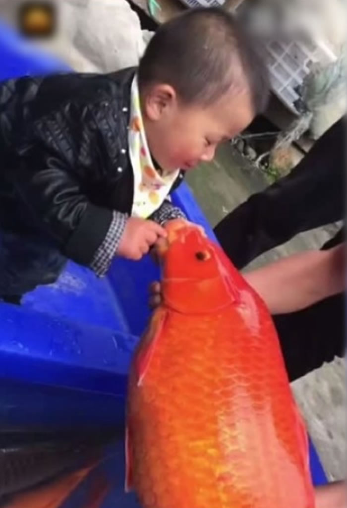幼童和巨型锦鲤合影。