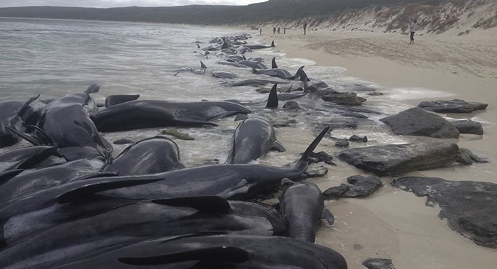 150头黑海豚在西澳大利亚哈梅林湾搁浅