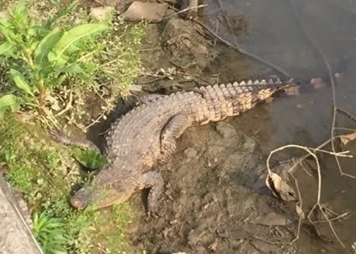 鳄鱼现身在沙良河岸边。