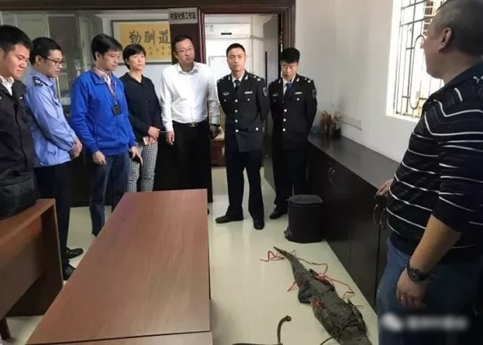 广东省渔政大队将鳄鱼带返。