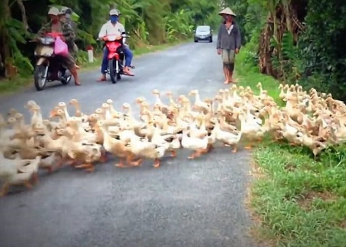 越南同塔省乡村小路一大群鸭子过马路 司机等得不耐烦