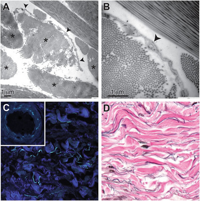 ��ѧ����Ϊ�������ʡ��������ǵ��°�ϸ����ɢ���������ٵ�ԭ��