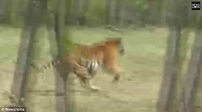 印度北方邦野生老虎1年吃22人 留下无头尸体