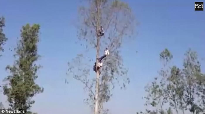 印度北方邦野生老虎1年吃22人 留下无头尸体