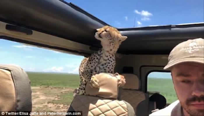 美国游客到坦桑尼亚塞伦盖提国家公园自驾 猎豹忽然跳上后座