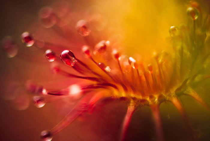 ëձ̦Droseraֳéʳֲ PHOTOGRAPH BY JONI NIEMELÄ