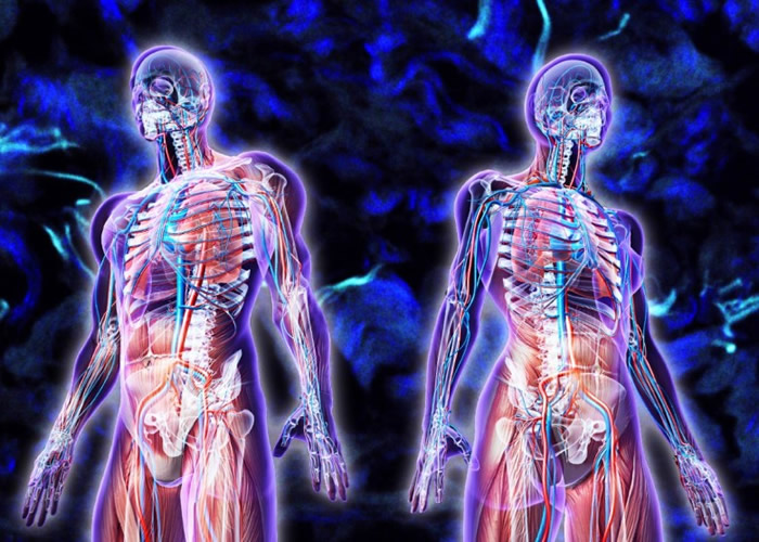 “间质”组织形成了一个蔓延全身的网络。